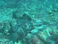 Bunaken's Giant Clamps Bunaken's Giant Clamps