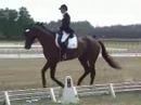 Tradition *Pb* 1996 ATA and RPSI Approved Trakehner Stallion