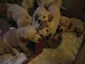 DSCN8775.MOV