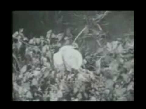 Immagine anteprima YouTube