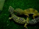 mis geckos leopardos mis geckos leopardos