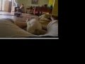 Schnauzer Miniatura video