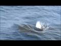 videos de Kona Whale Watch