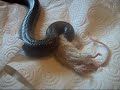 Noir, my black milk snake