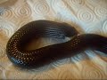 Noir, my black milk snake