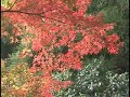 関西の紅葉 Autumn foliage in Kansai