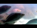 La grande barri�re de corail Australie Australia