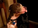 Dogger Dental Hygiene
