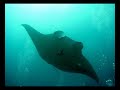 sirolo divers at dhonkalo thila maldives by sirolo divers