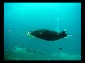 sirolo divers at dhonkalo thila maldives by sirolo divers