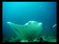 sirolo divers at dhonkalo thila maldives by sirolo divers