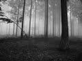 Haunted Forest - Virtual Adventure
