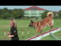 Hundeshow auf der gawi Hundeshow auf der gawi