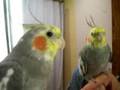 Cockatiel Mirror Obsession