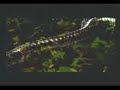 Cythia Harrell - Snake Eater Cythia Harrell - Snake Eater