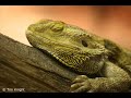 LA TECNICA DEL DRAGON (VERSION TRANCE)