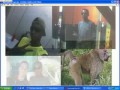 FUINHA E BABUINO - A HIST�RIA