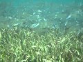 Swimming with the Bonefish