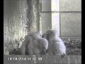 The chicks are starting to move around alone (video 1 - 19/04/2014) 