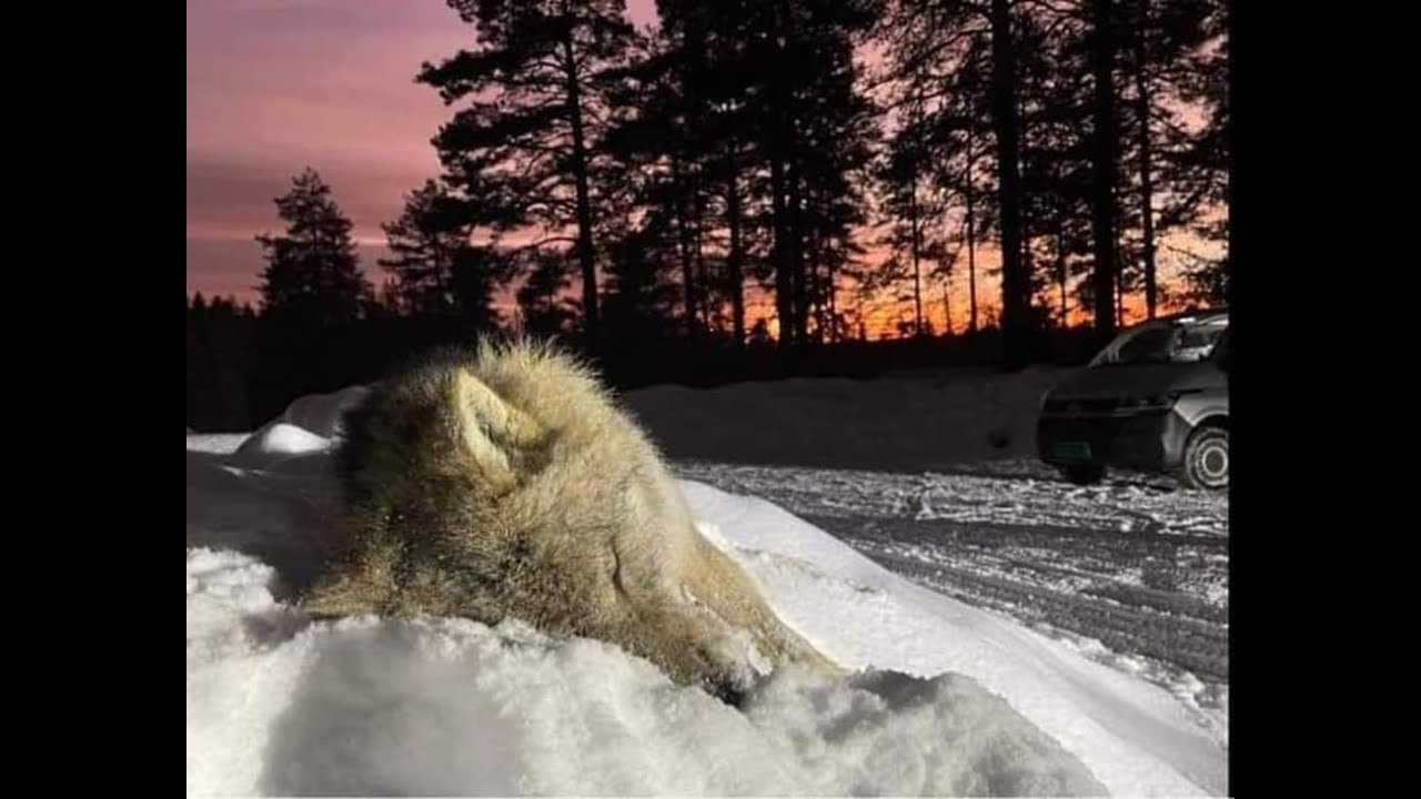 Naturen trenger oss!