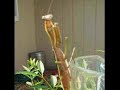 Mantis