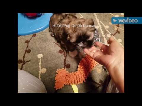 G6-06 Duncan Male Lhasa Apso Pup
