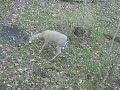 Whitetail Buck Checking out a Doe Decoy