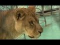 A lioness in China has given birth to tigon cubs, the offspring of a lion mother and tiger father.