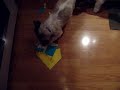 The Birthday Dog Icon