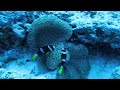 Maldivas - Clown Fish