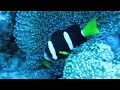 Maldives Clown Fish