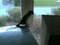 Techno parrot
