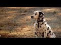 SuperBowl XLII Bud Clydes Dale Rocky Video