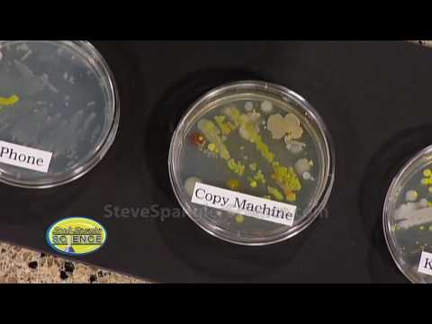 how to grow e coli in a petri dish