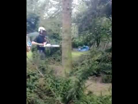 how to transplant a weeping norway spruce