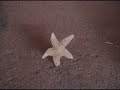 Starfish Dance
