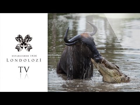 CROCODILE