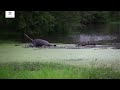 Crocodile vs Wildebeest vs Leopard - Londolozi TV