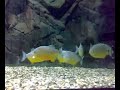 PIRANHA - Pygocentrus Piraya Shoal 4 Months Later