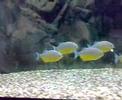 PIRANHA - Pygocentrus Piraya Shoal 4 Months Later