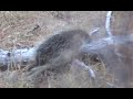 Colorado Hunting 2009