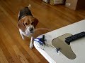 My Beagle Molly vs. an RC Blade MSR heli