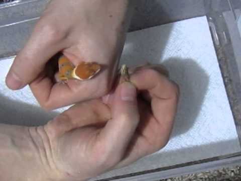 YouTube reptile video