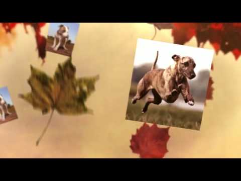 how to train whippets