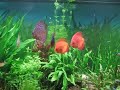 Happy Discus in planted aquarium