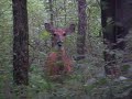 Doe seen while hiking Lake Perry bike trails