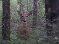 Doe seen while hiking Lake Perry bike trails