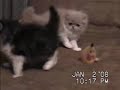 Clyd-A-Scope Persians kittens at play available for sale