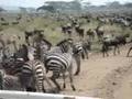 Safari of Northern Circuit, Tanzania - YouTube