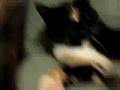 Mystupid cat